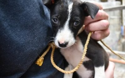 Neglected puppy rescued in the Philippines