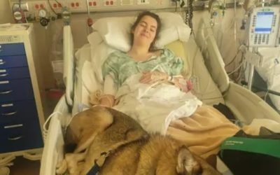 19-year-old is attacked by a Bison while hiking in Custer State Park in South Dakota on the second day of a month long road trip across the USA